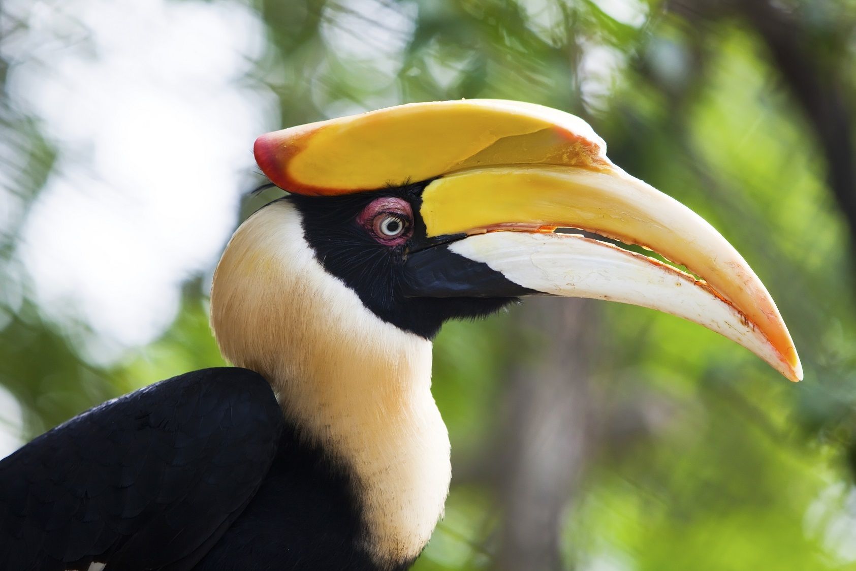 Deforestasi Mengancam Kelestarian Burung Rangkong