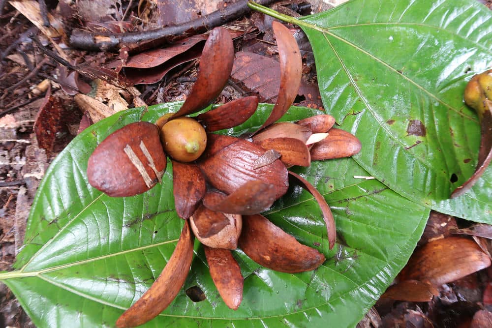 Krisis Iklim Mengganggu Budidaya Tanaman Tengkawang di Kalimantan Barat