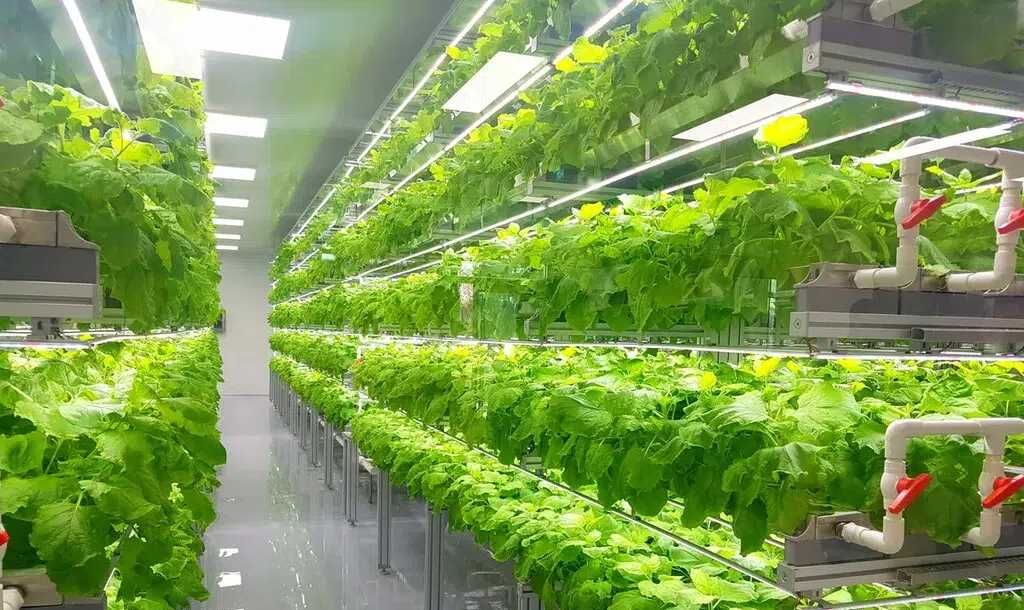 Perubahan Iklim Mengancam Produksi Pangan Global: Pertanian Cerdas Iklim Ditawarkan Jadi Solusi