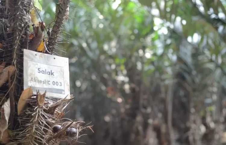 Salak Condet Diusulkan untuk Mendapatkan Indikasi Geografis dari Kemenkum