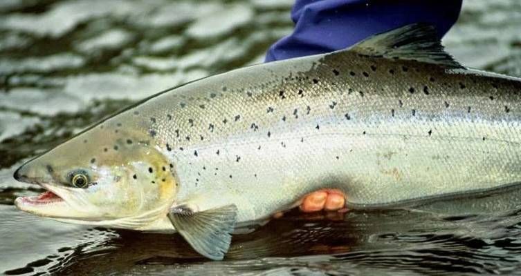 Berbagai Upaya Melacak dan Menjaga Kandungan Nutrisi Ikan Salmon