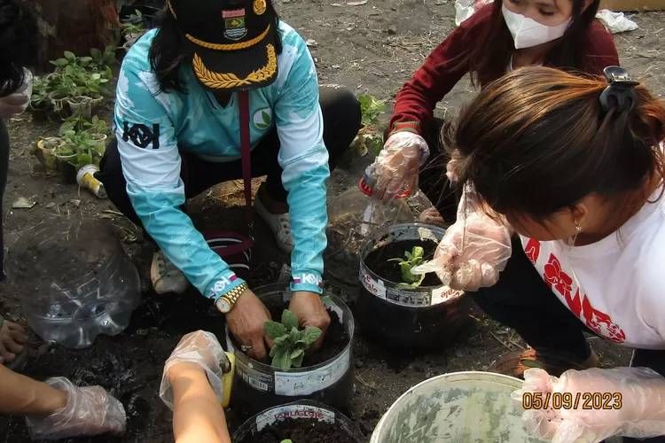 Cara HMPPK Universitas Pelita Harapan Dorong Budidaya Tanaman Samsit atau Daun Dewa