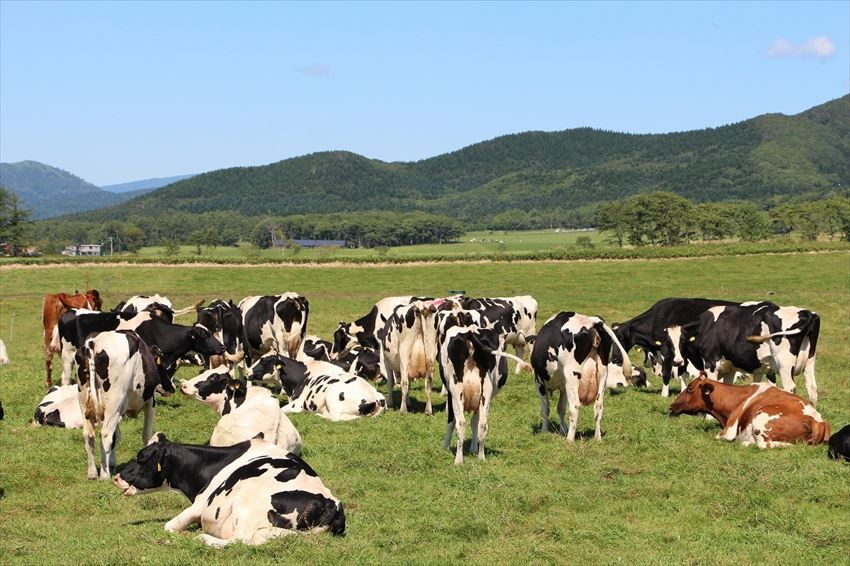Kota di Jepang Manfaatkan Kotoran Sapi sebagai Sumber Energi