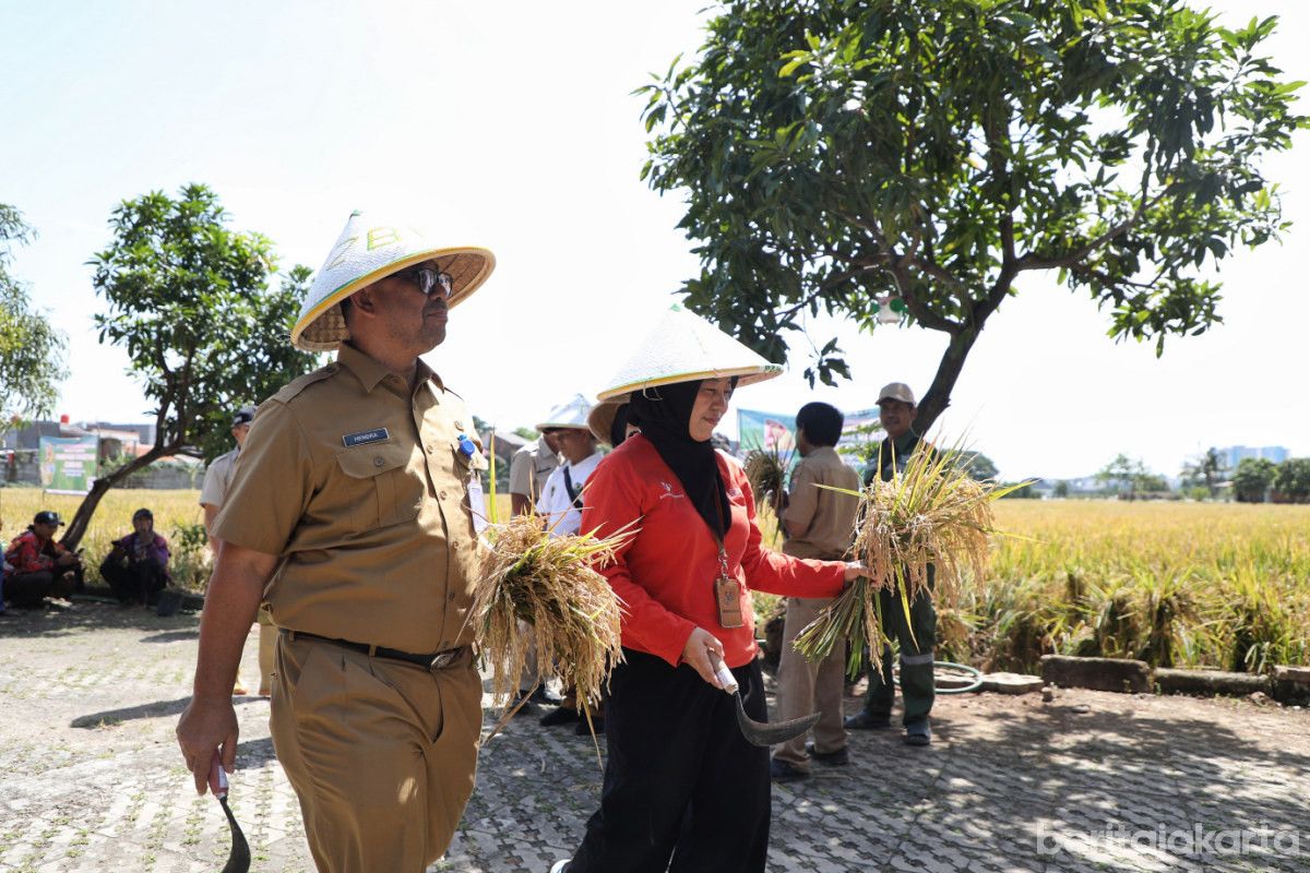 Jakarta Punya Sawah Abadi, Simak Lokasinya di Sini