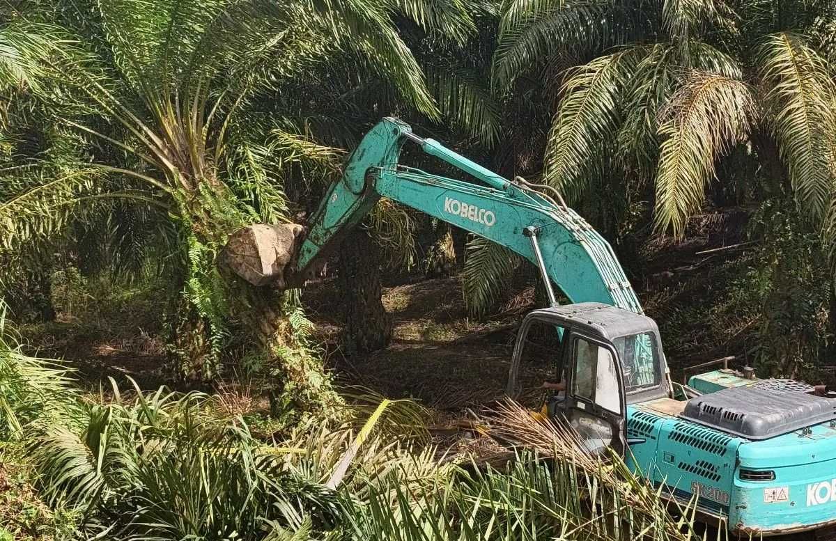 Kemenhut Tertibkan Ratusan Hektare Kebun Sawit Ilegal di Taman Nasional Gunung Leuser
