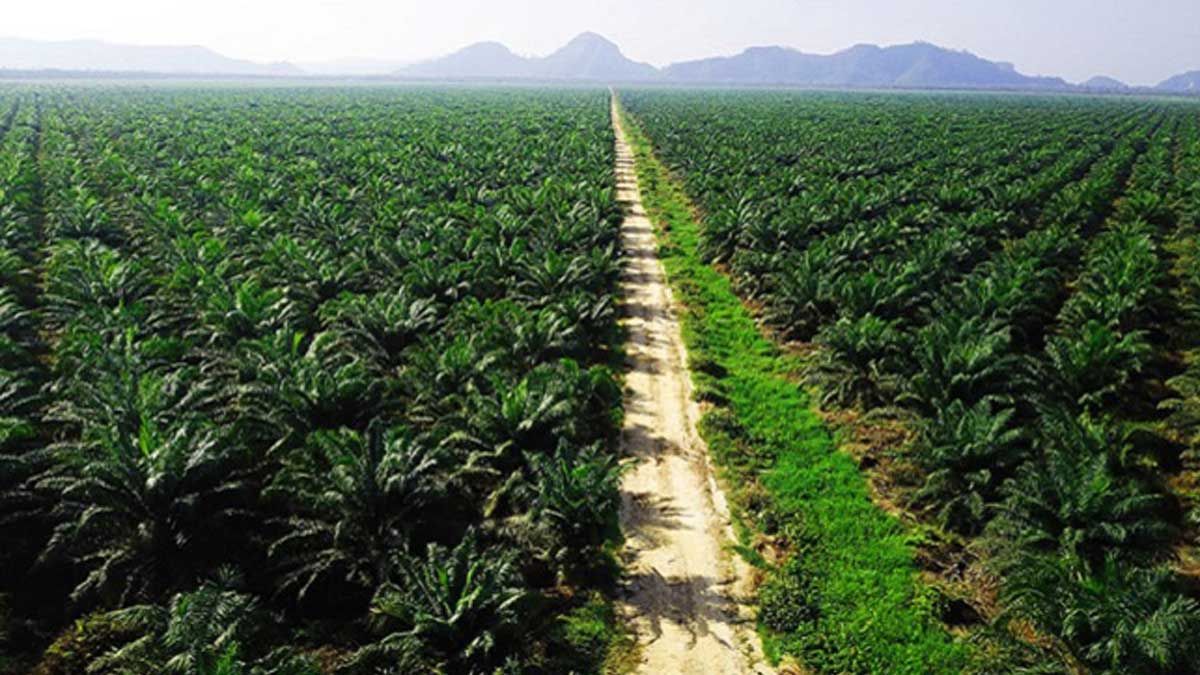 Perkebunan Monokultur Penyumbang Terbesar Deforestasi atau Penebangan Hutan Global