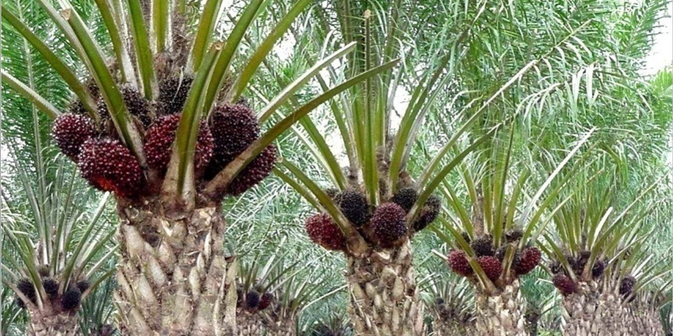 Indonesia Bisa Memangkas Emisi dengan Memanfaatkan Limbah Sawit Jadi Bioetanol