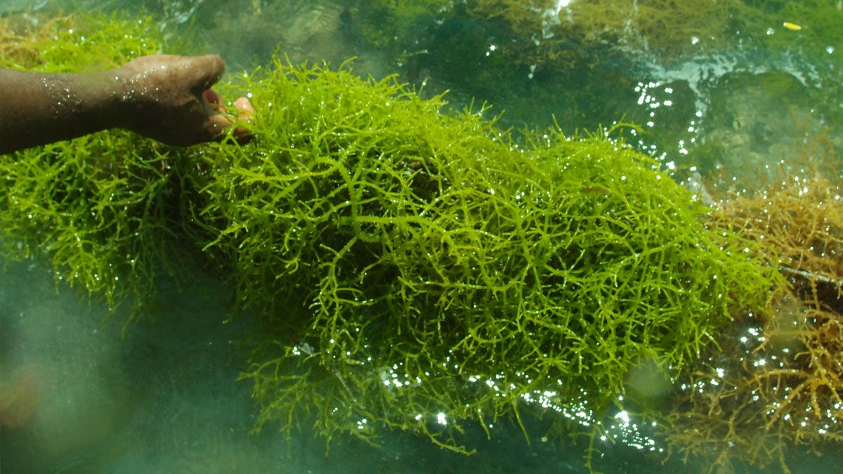 Komoditas Rumput Laut Bernilai Puluhan Triliun: Bisakah Gen Z Memanfaatkan Potensinya