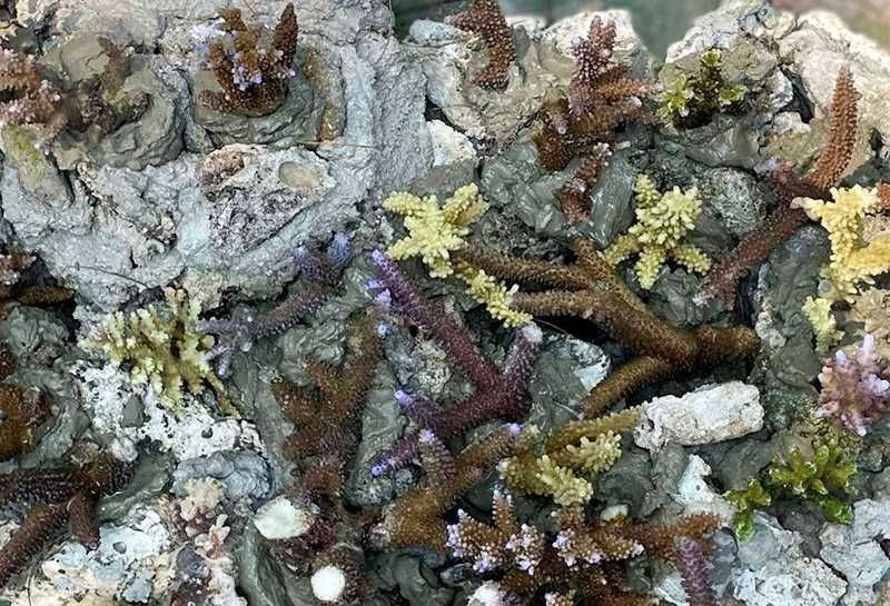 IndependenSea: Transplantasi Terumbu Karang di Perairan Pulau Pramuka