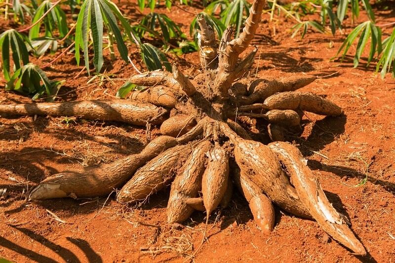 Singkong Potensial Jadi Bahan Baku Energi Terbarukan