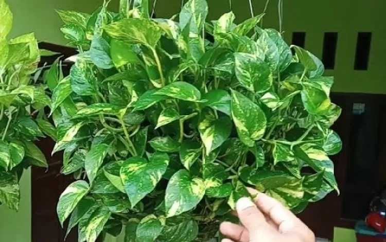 8 Tanaman Ini Efektif Mengurangi Polusi Udara