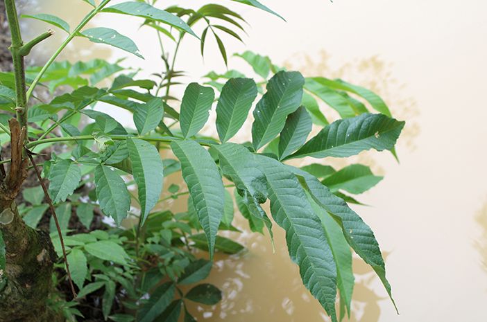 Mengintip Manfaat Kesehatan Daun Sungkai