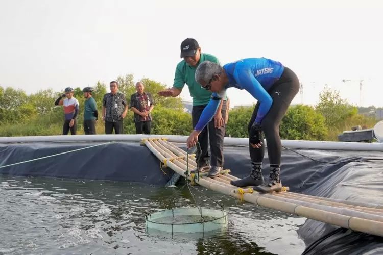 Agar PSN Tambak Udang di Pantura Tidak Mengancam Mangrove dan Masyarakat Pesisir