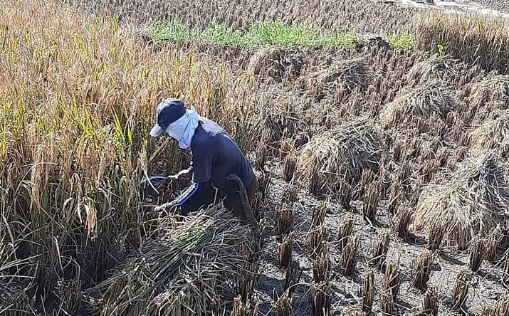 Dampak EL Nino Mulai Dirasakan Petani di Ciamis, Jawa Barat