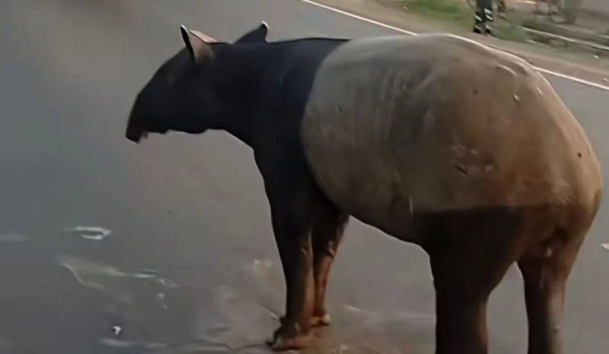 Satwa Langka Tapir Disembelih Warga: Pentingnya Edukasi Bahwa Melindungi Satwa Berarti Melindungi Manusia