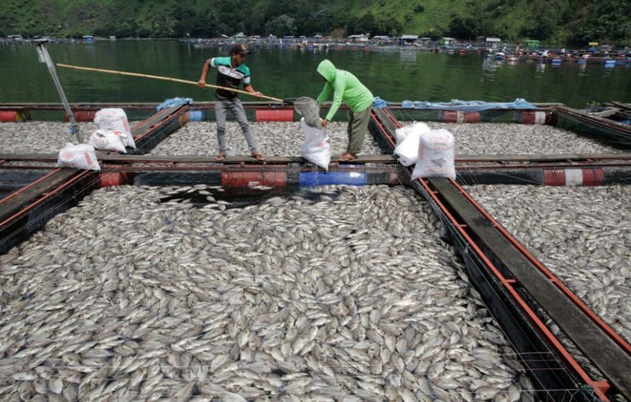 Ribuan Ikan Mati di Pasuruan dan Lumajang Akibat Fenomena Bediding