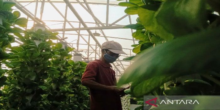 Lahan Terbatas, Tahun 2024 Pemkot Cirebon Fokus Kembangkan Urban Farming