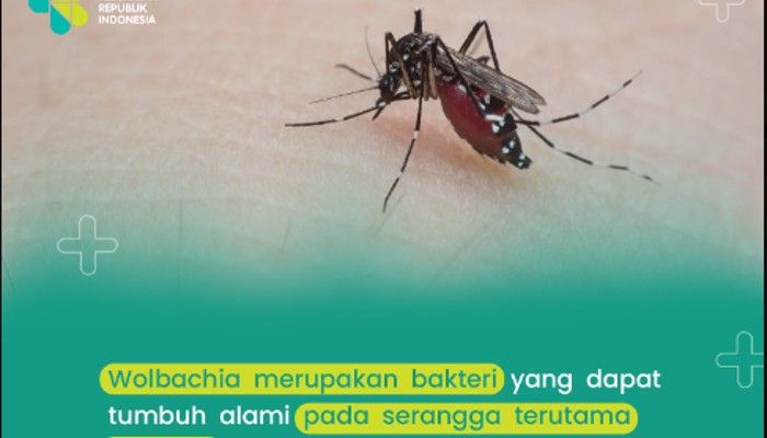 Kasus DBD Melonjak: Lima Daerah Menetapkan Status Kejadian Luar Biasa dan Banyak Pasien Tak Terlayani